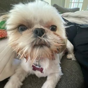 Meet your Posher, Acton